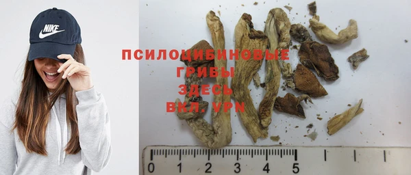 гашик Алексин